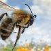 Attract Insects To Your Garden