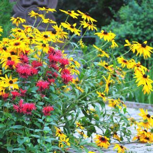 Garden Plants That Are Suitable For Clay Soil