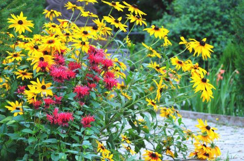 Garden Plants That Are Suitable For Clay Soil
