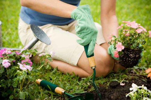 Gardening Tips For New Gardeners