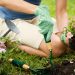 Gardening Tips For New Gardeners