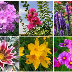 Garden Plants That Are Suitable For Sandy Soil