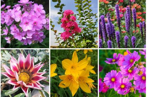 Garden Plants That Are Suitable For Sandy Soil