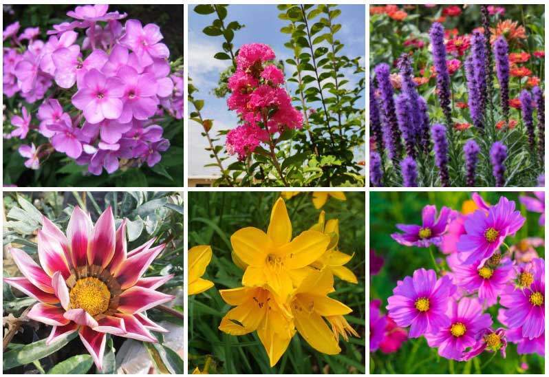 Garden Plants That Are Suitable For Sandy Soil